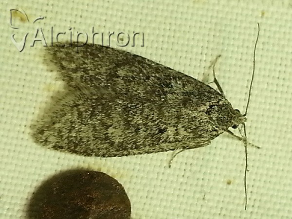 Semioscopis strigulana