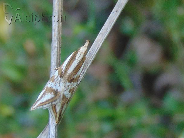 Orophia denisella