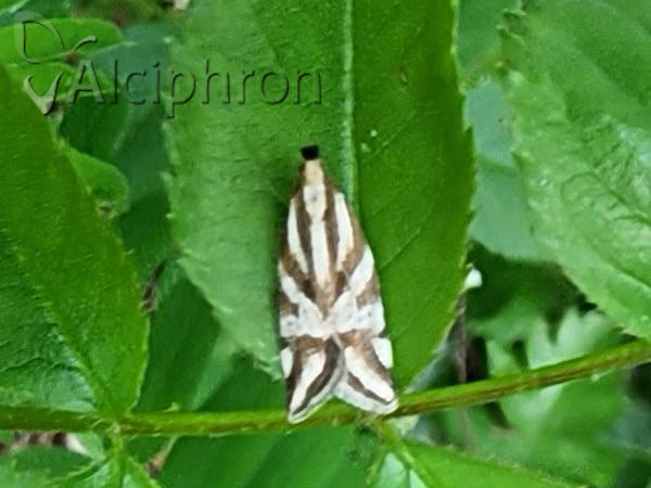 Orophia denisella