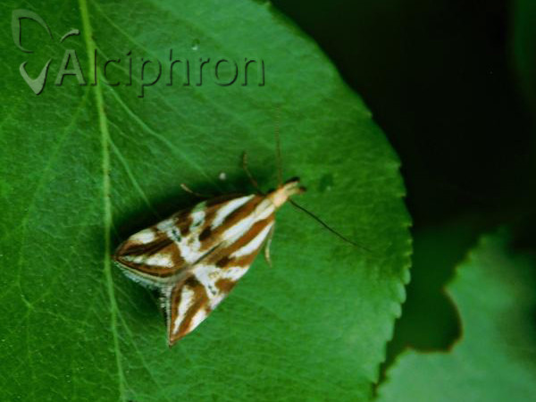 Orophia denisella