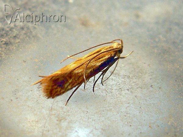 Orophia ferrugella