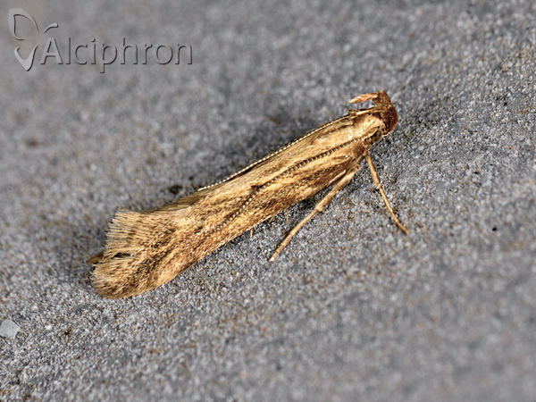 Orophia ferrugella