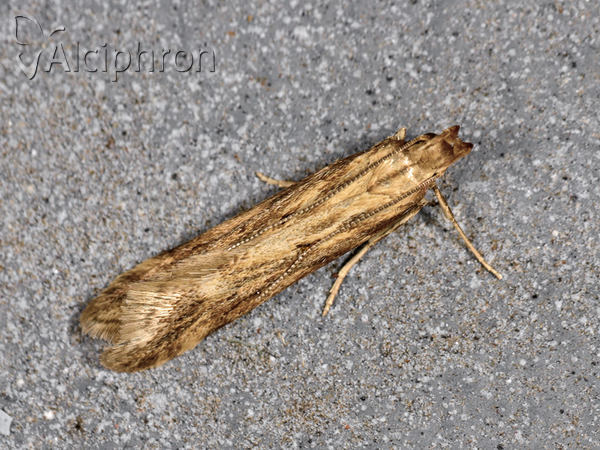 Orophia ferrugella