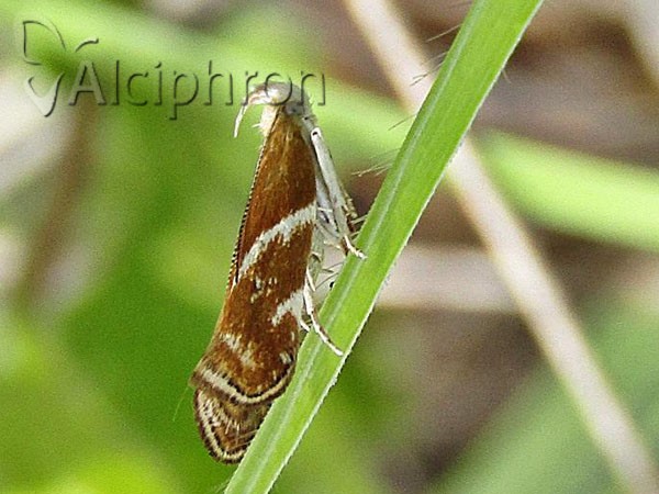 Orophia sordidella