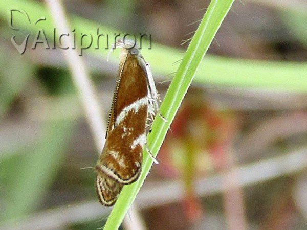 Orophia sordidella
