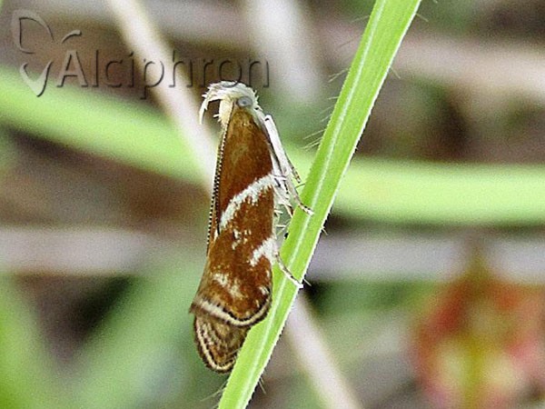 Orophia sordidella