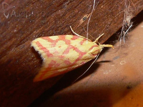 Hypercallia citrinalis