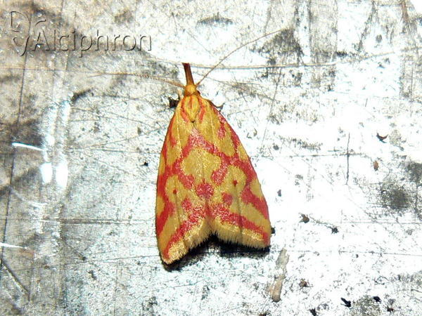 Hypercallia citrinalis
