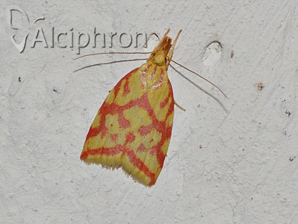 Hypercallia citrinalis