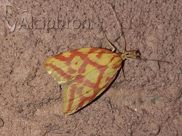 Hypercallia citrinalis
