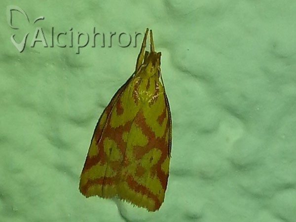 Hypercallia citrinalis