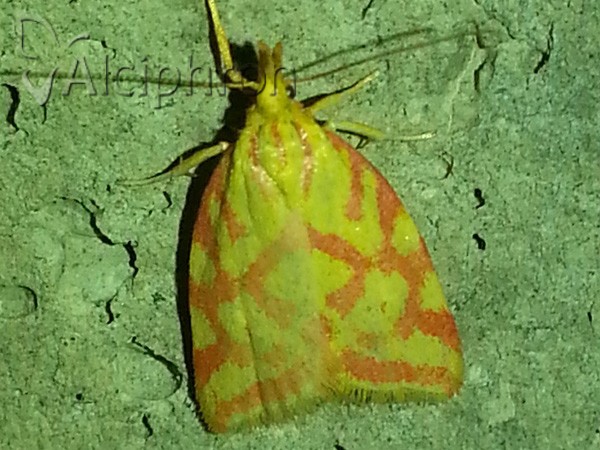 Hypercallia citrinalis