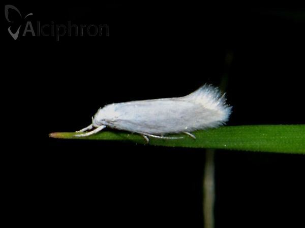 Elachista argentella