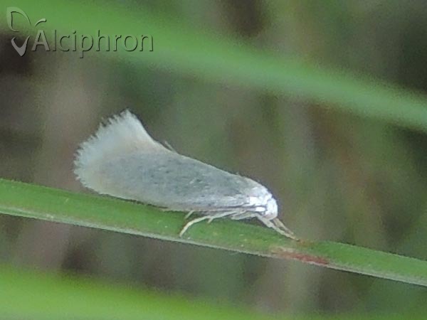 Elachista argentella