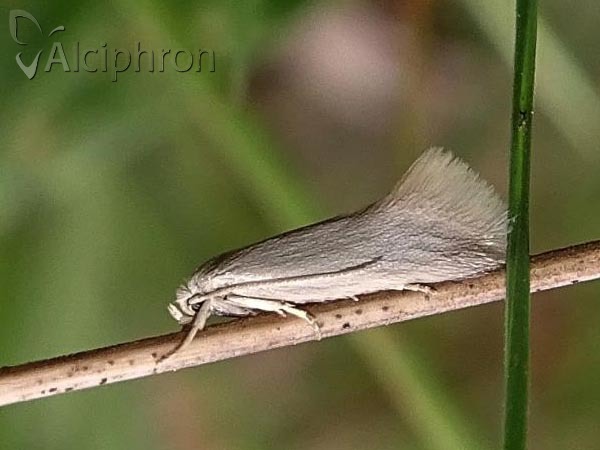 Elachista argentella