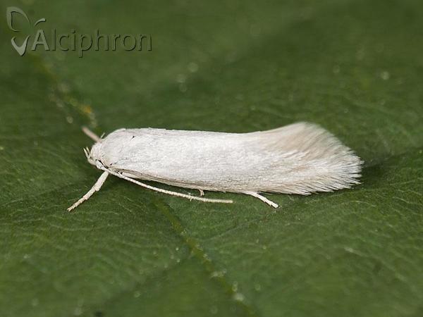 Elachista argentella