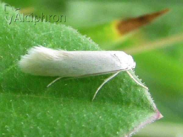 Elachista argentella