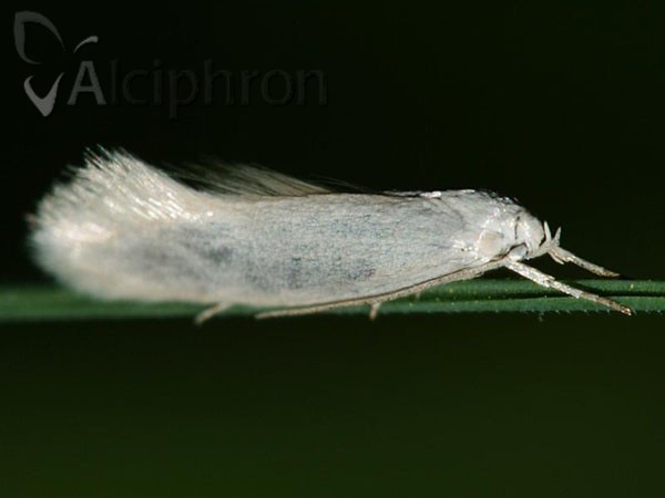 Elachista argentella