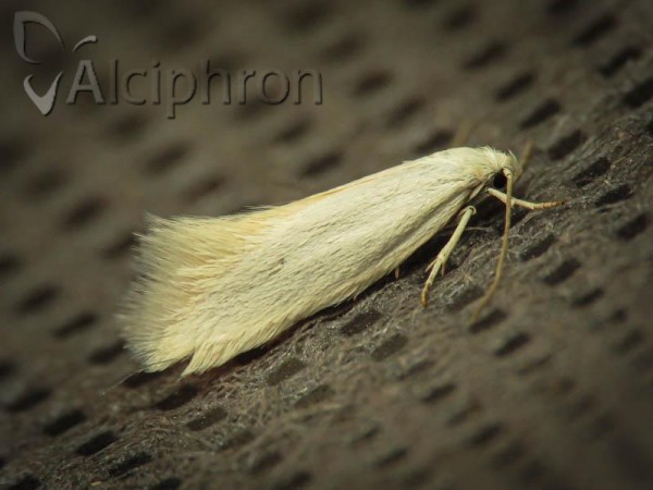 Elachista argentella