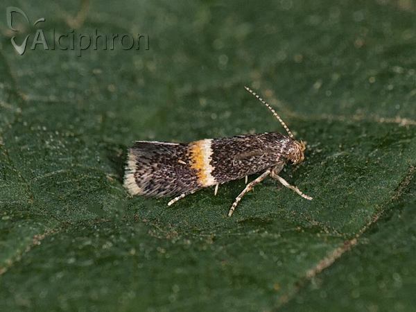 Elachista bisulcella