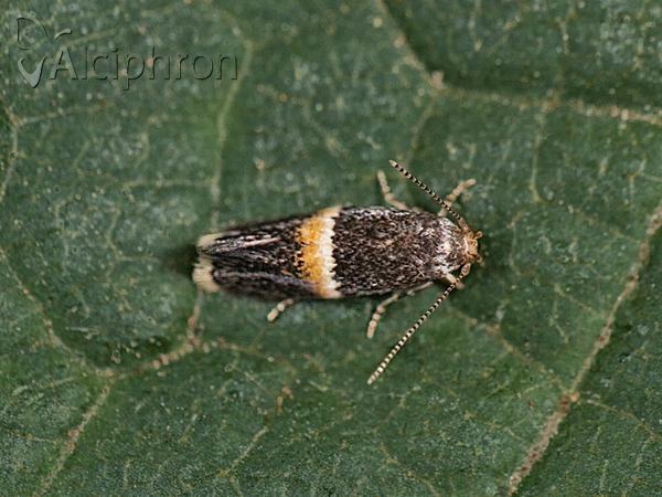 Elachista bisulcella