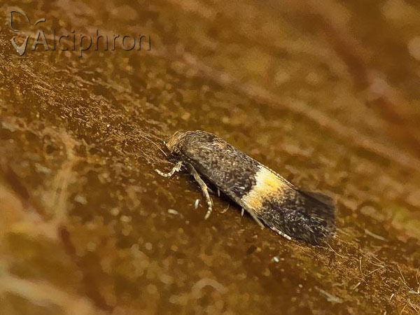 Elachista bisulcella