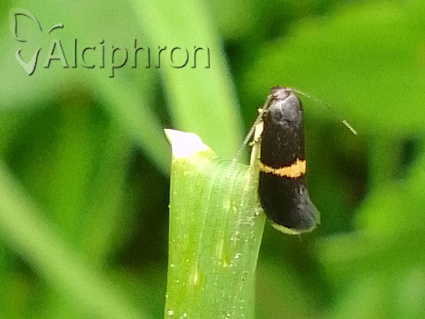 Elachista chrysodesmella