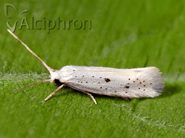 Elachista elsaella