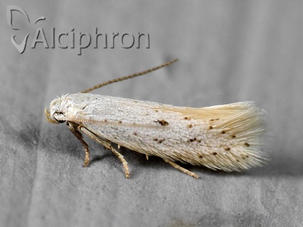 Elachista elsaella