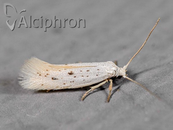 Elachista elsaella