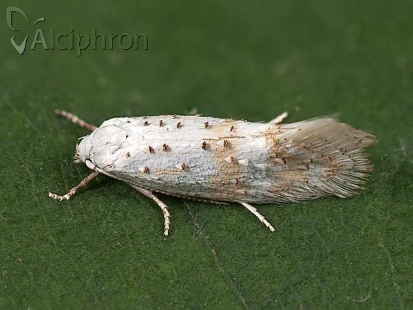 Elachista heringi