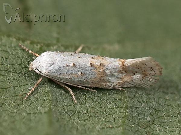 Elachista heringi