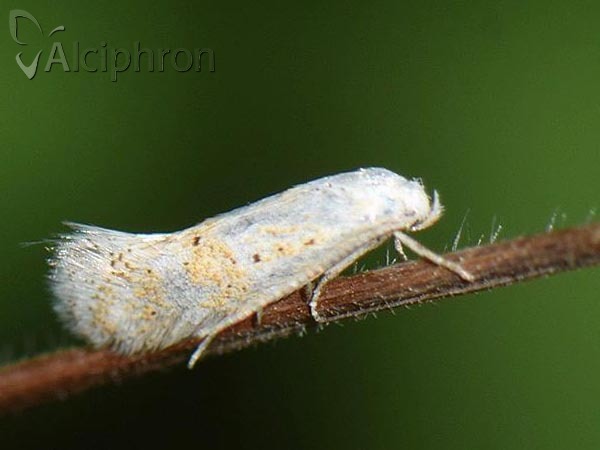 Elachista heringi