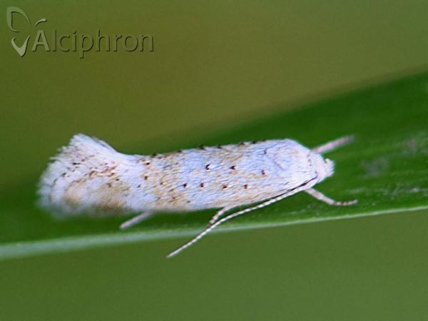 Elachista heringi