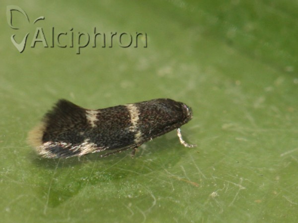 Elachista pullicomella