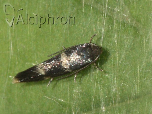 Elachista pullicomella