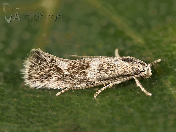 Elachista squamosella