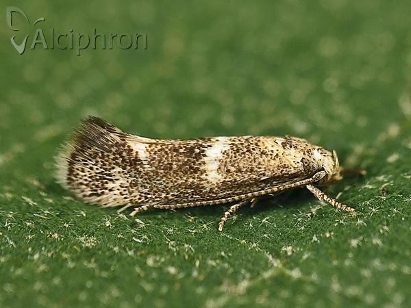 Elachista squamosella