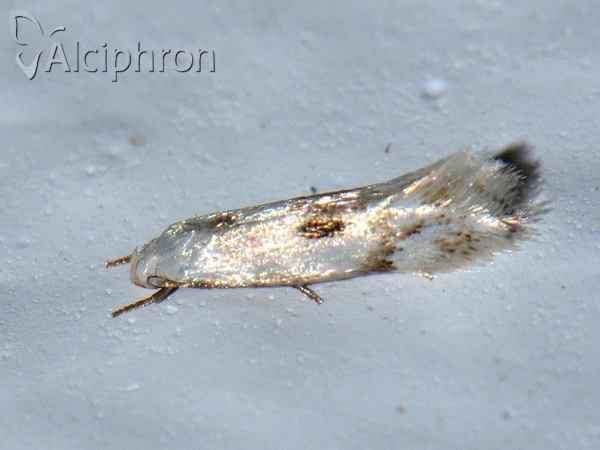 Elachista contaminatella