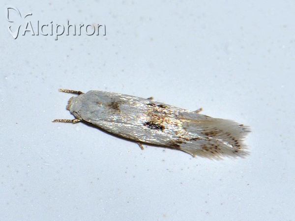 Elachista contaminatella