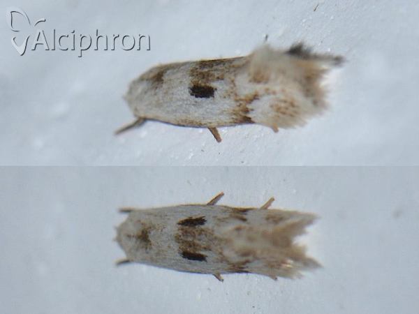 Elachista contaminatella