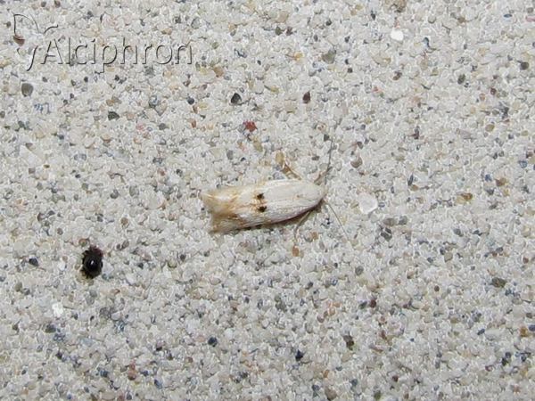 Elachista contaminatella