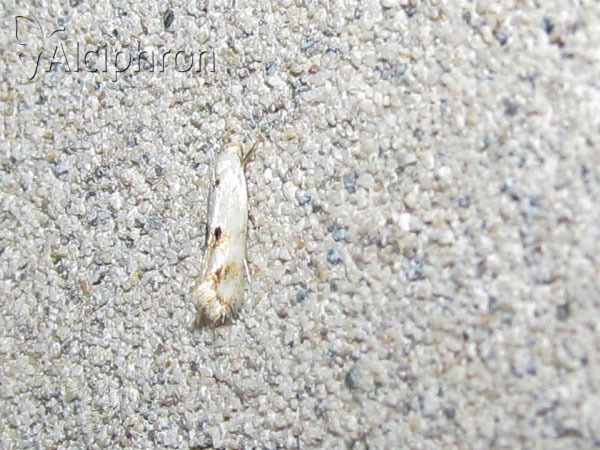 Elachista contaminatella