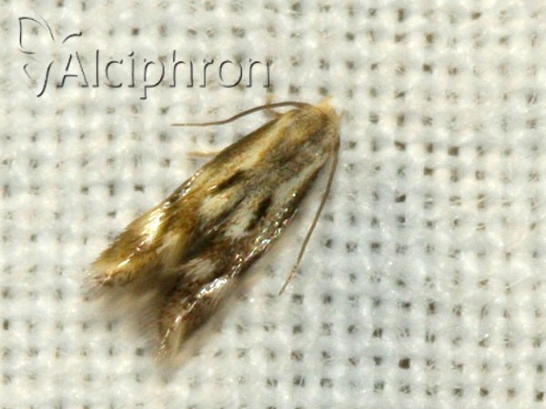 Elachista utonella