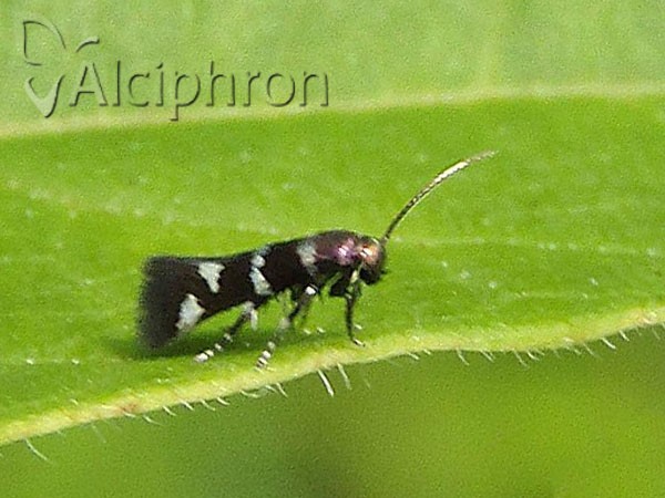 Stephensia brunnichella