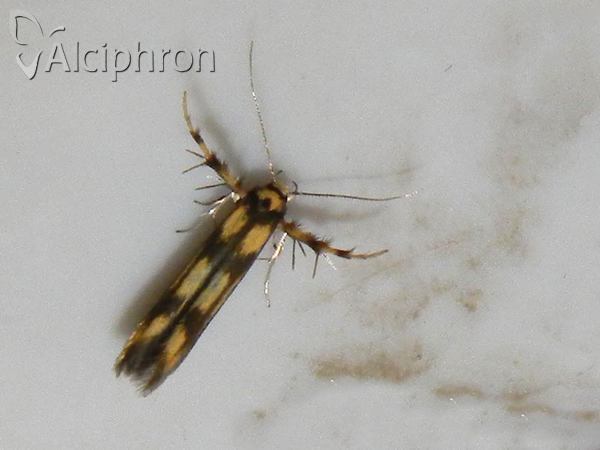 Stathmopoda pedella