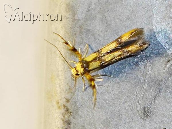 Stathmopoda pedella