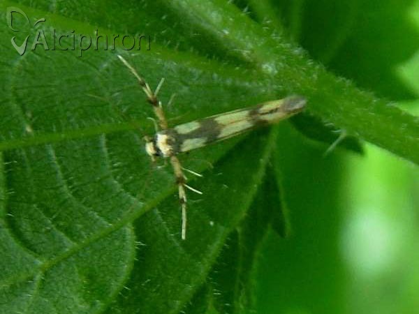 Stathmopoda pedella