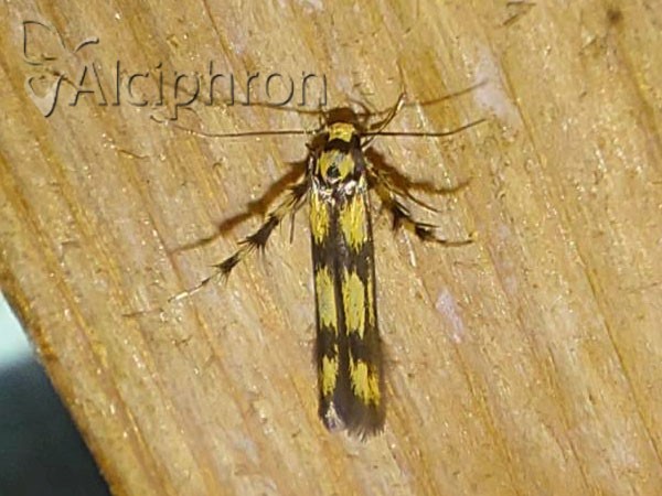 Stathmopoda pedella