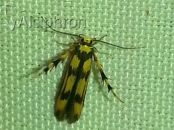 Stathmopoda pedella